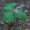 Sample image from gallery